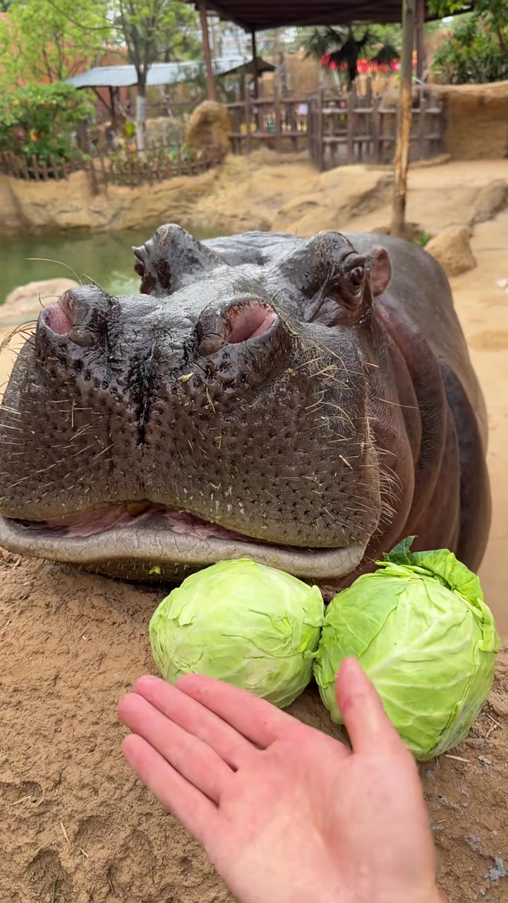 @Hippo