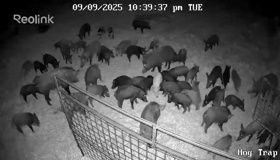 @Hog Brothers Custom Hog Traps
