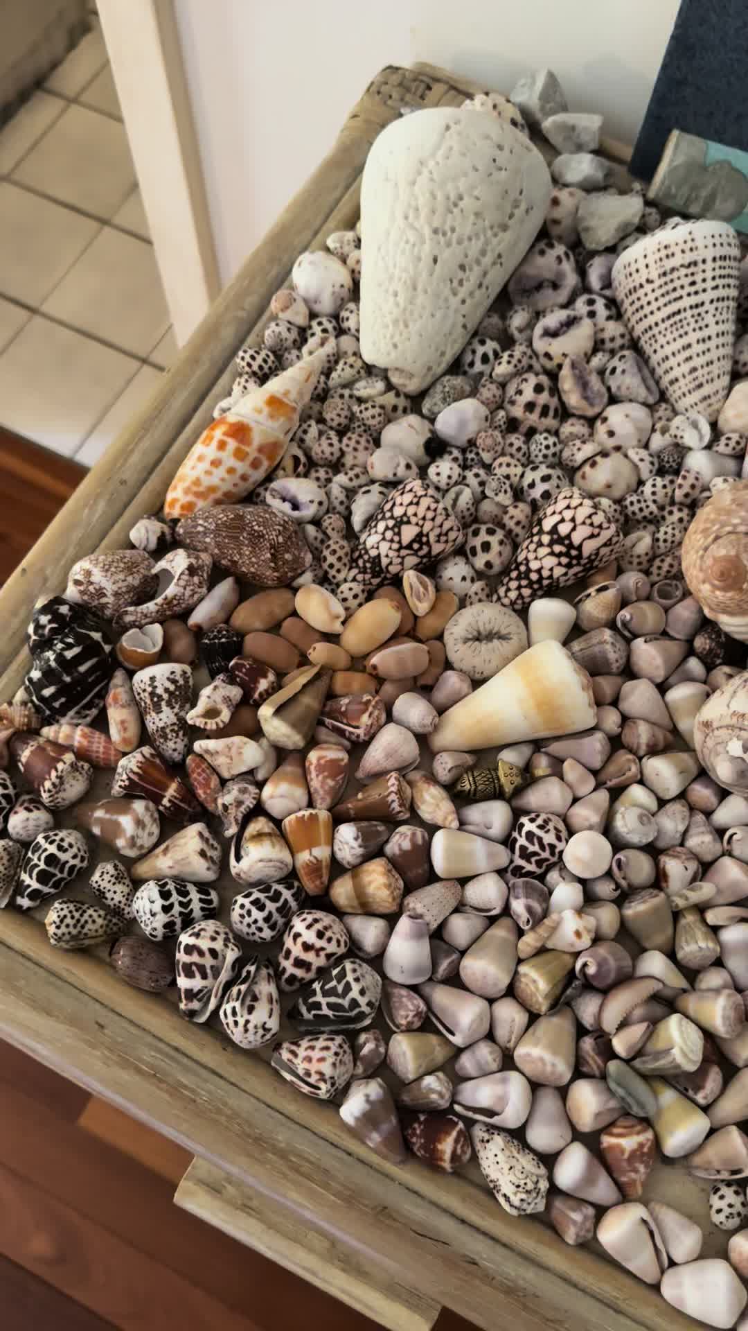 @Islandshells