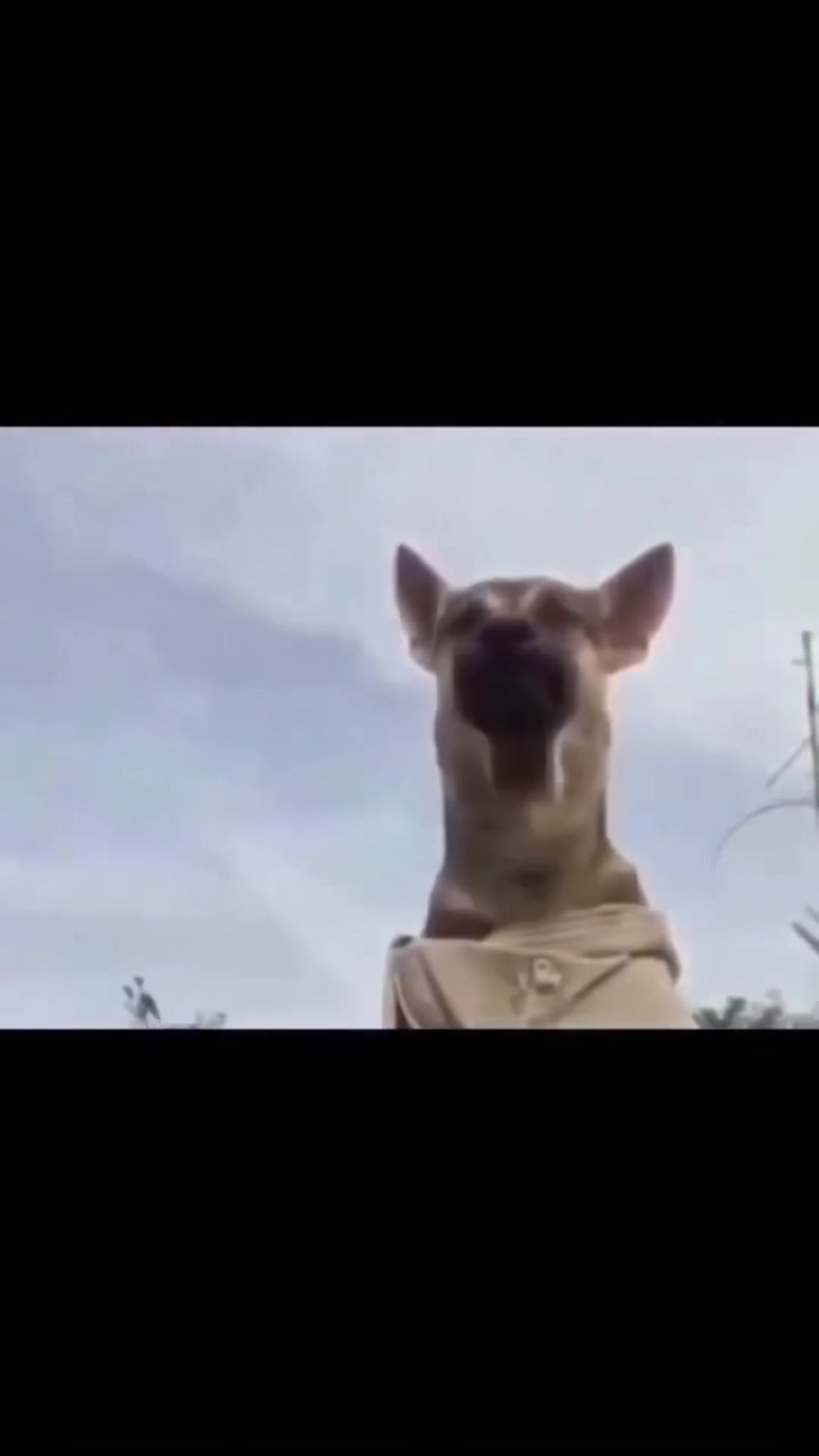 @🐈