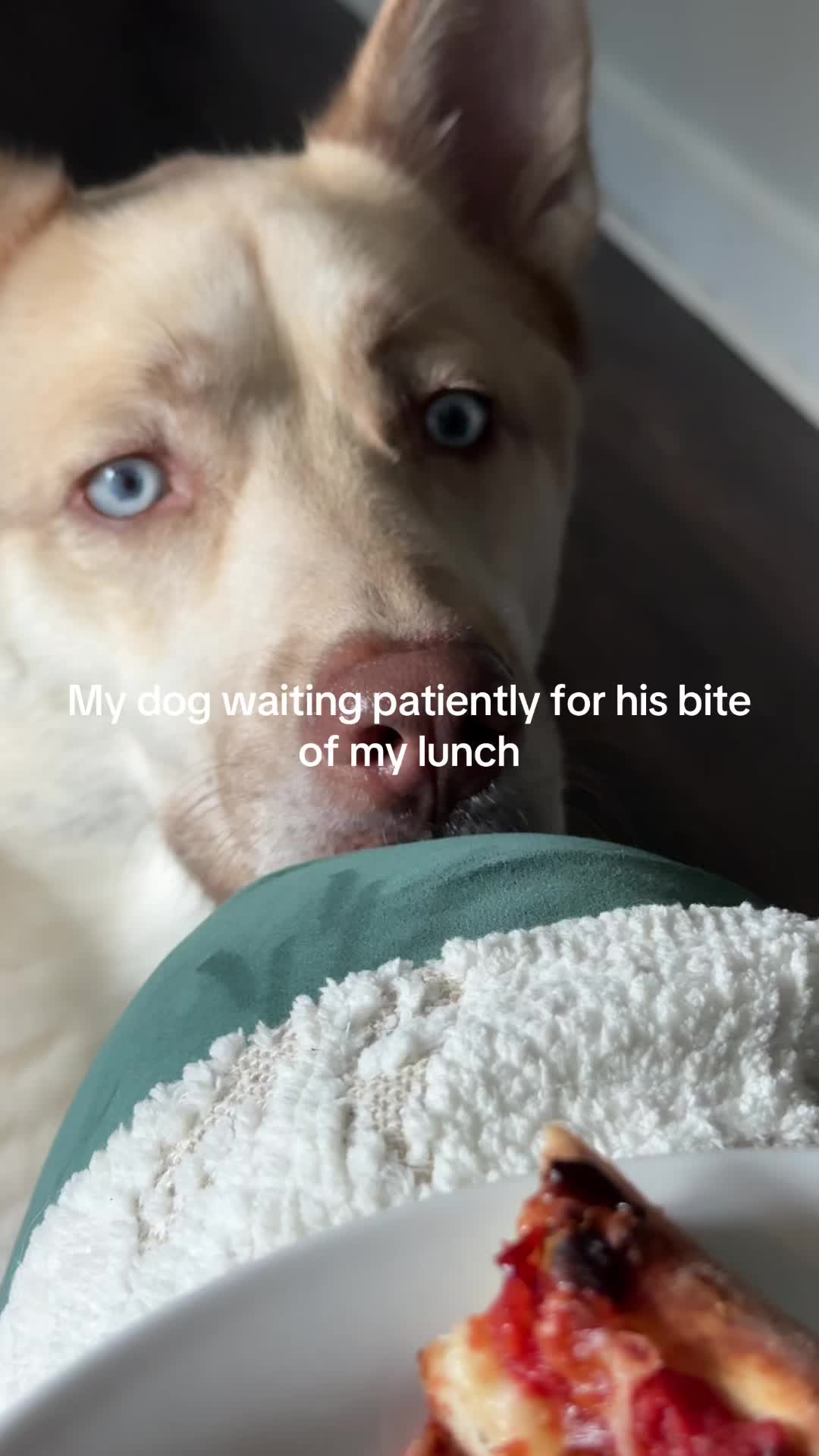 @Finn the Shepsky