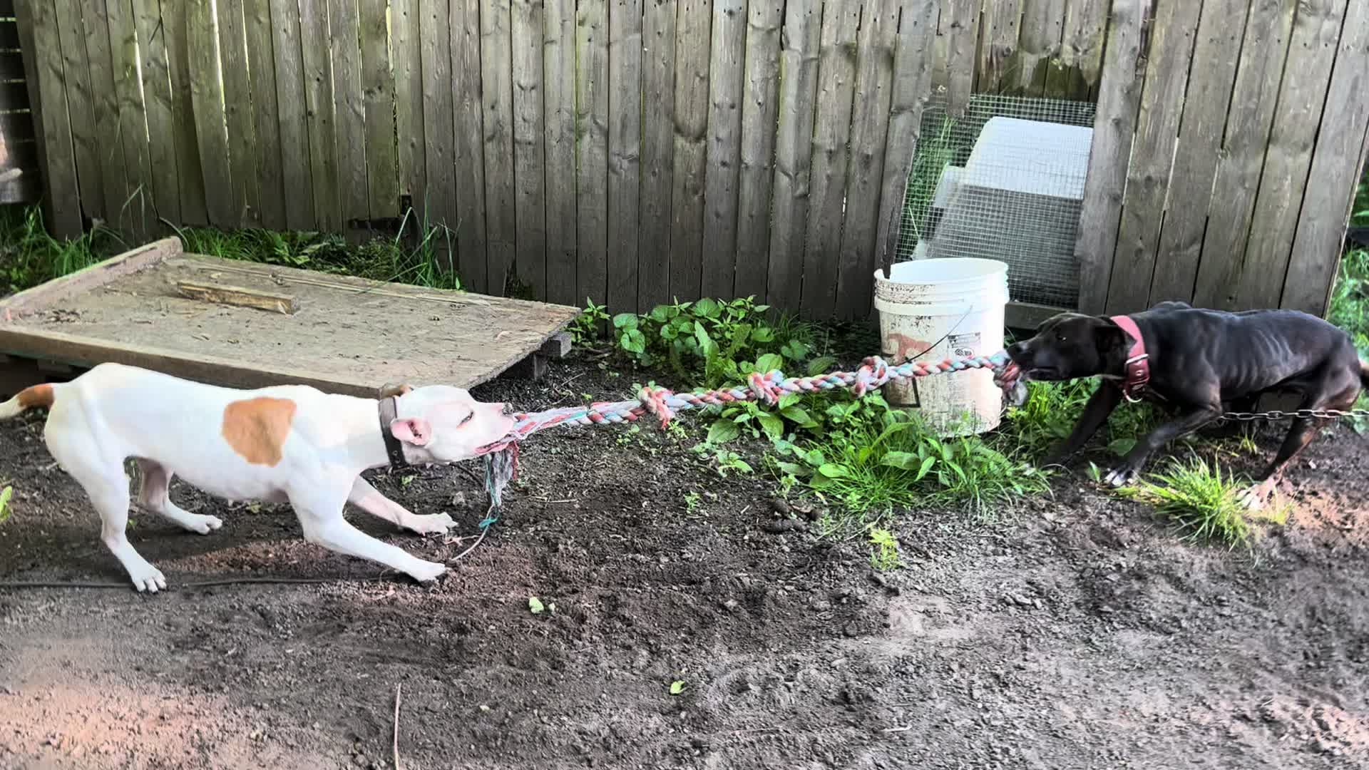 @themreal_hounds