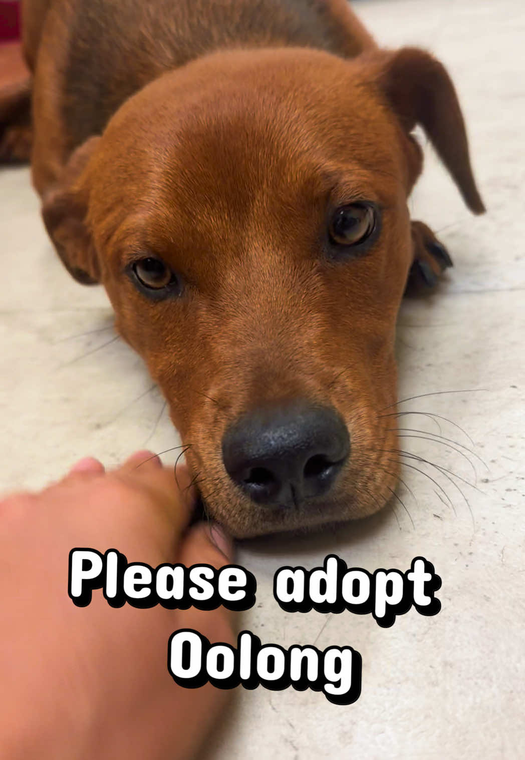 @emilyloves.shelterdogs