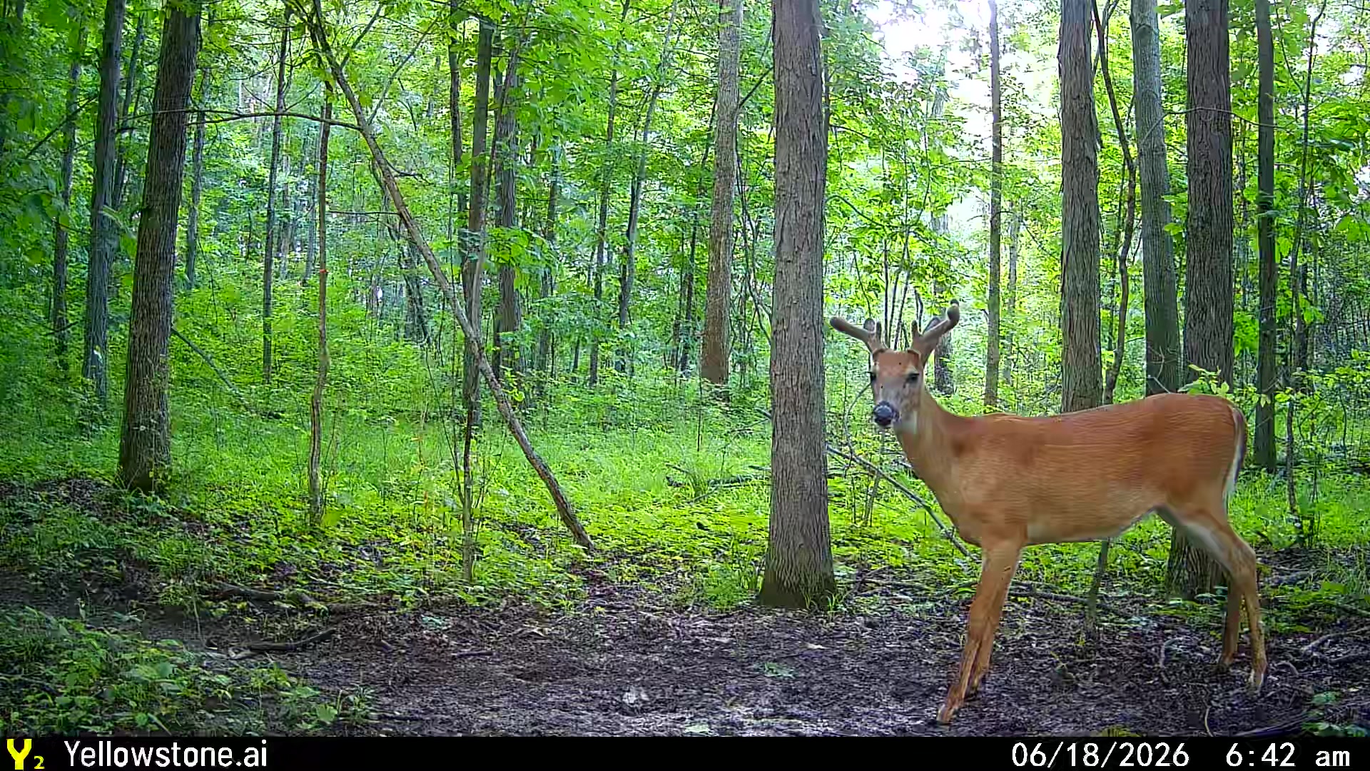 @Heavy Tines Outdoors