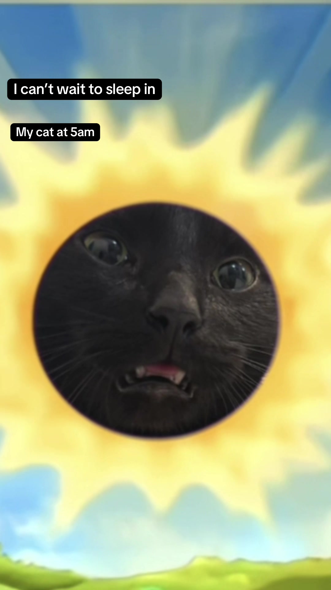 @ElaineTheCat