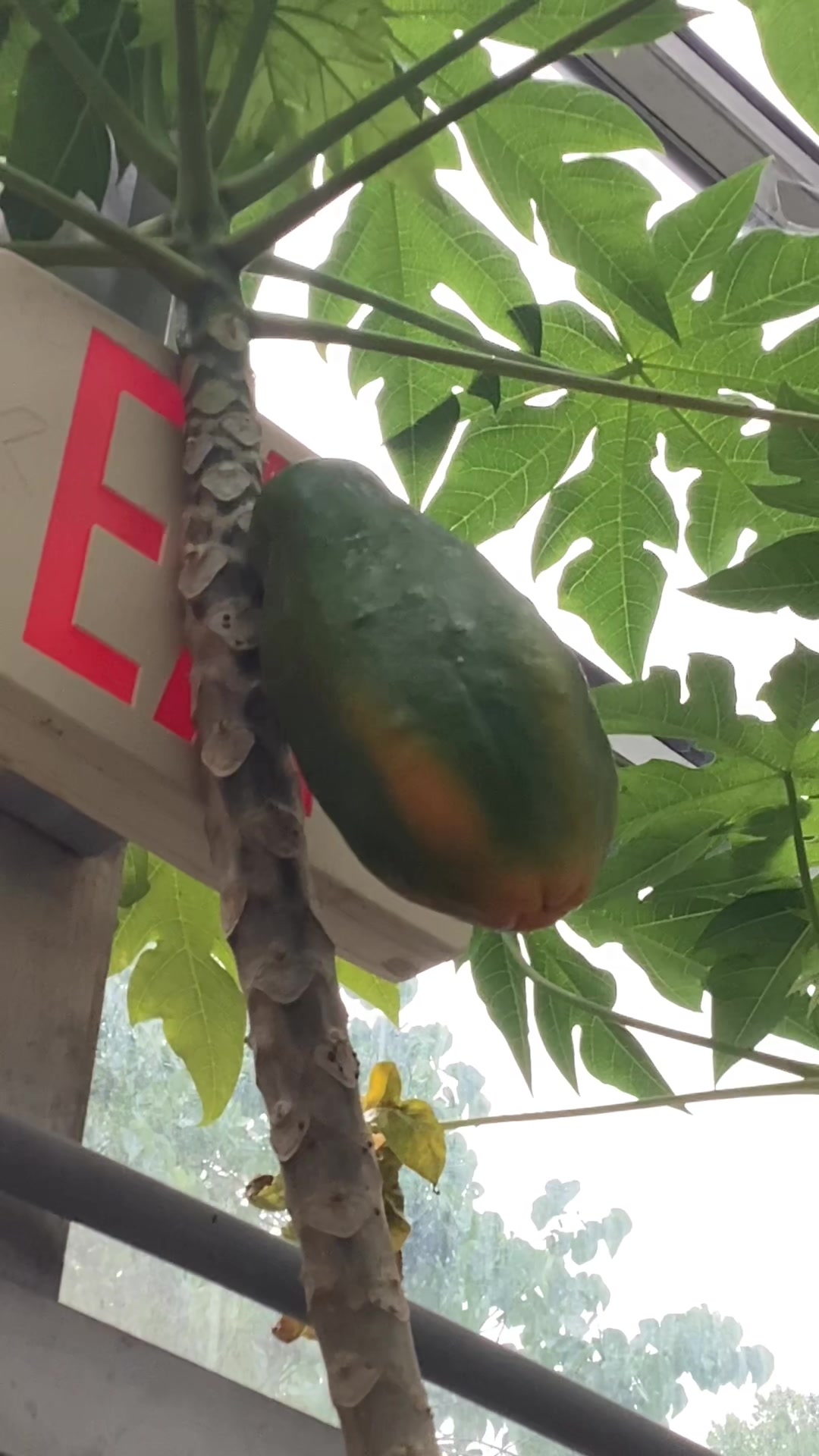 @bsu greenhouse