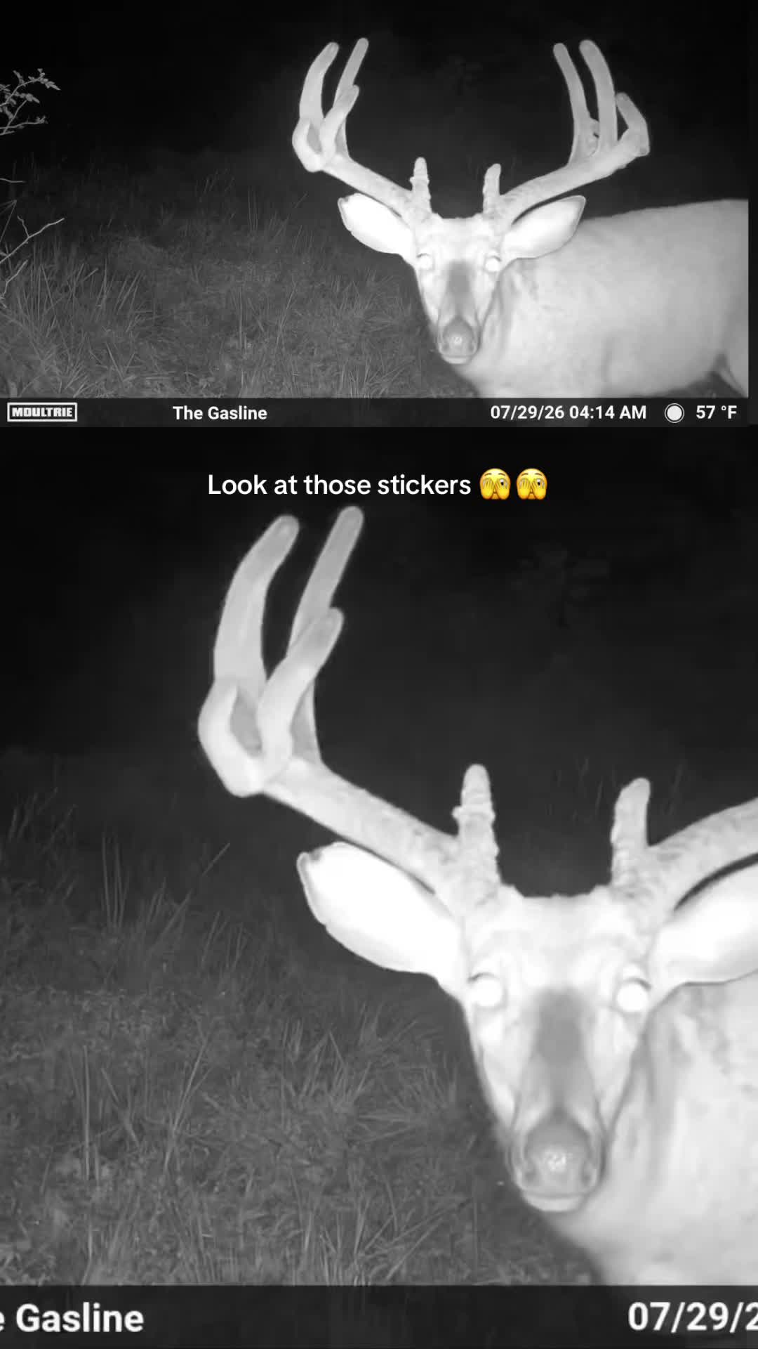 @Moultrie