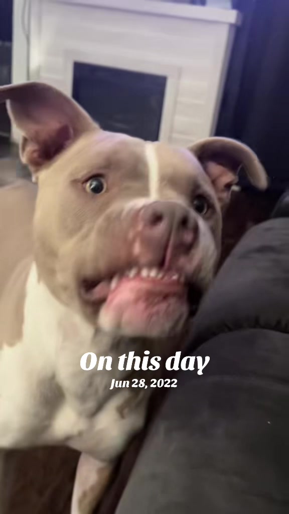 @Pittie Mom