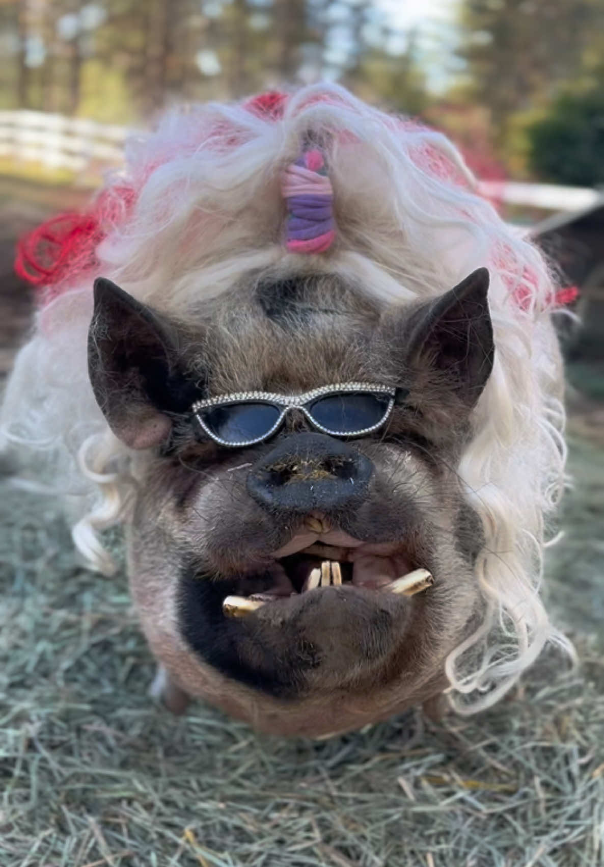 @thewinstonthepig