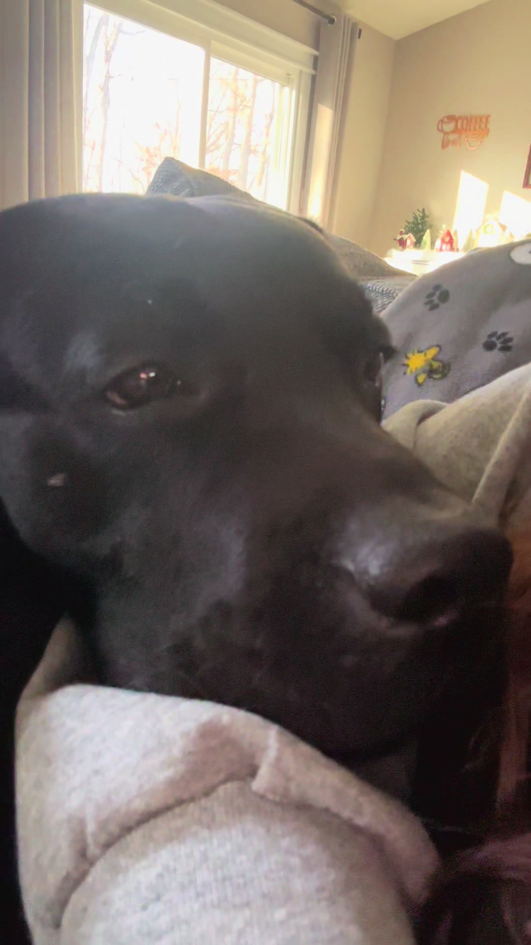 @Gunner the Good Boy Black Lab