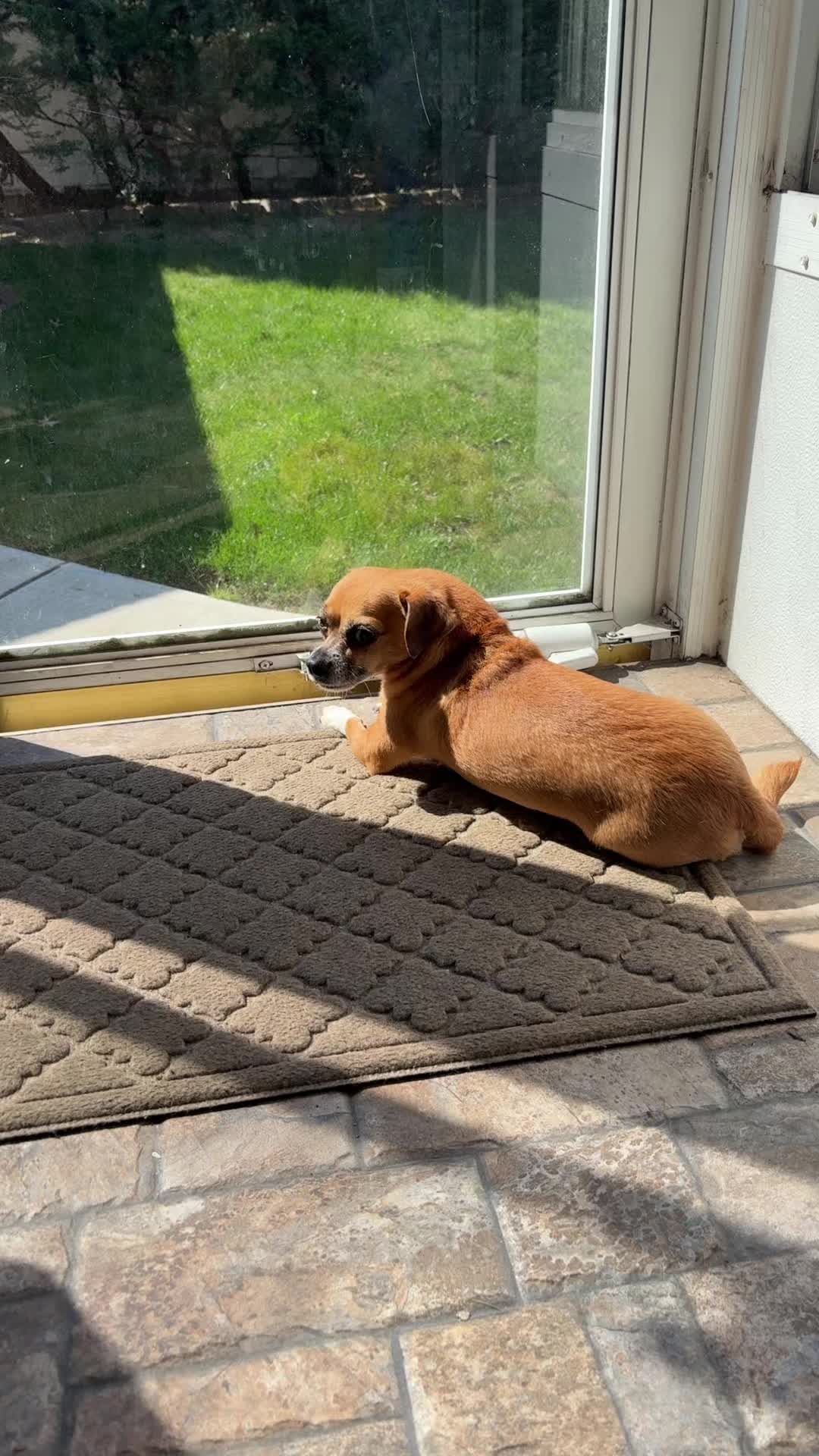 @ThePawfectDuo