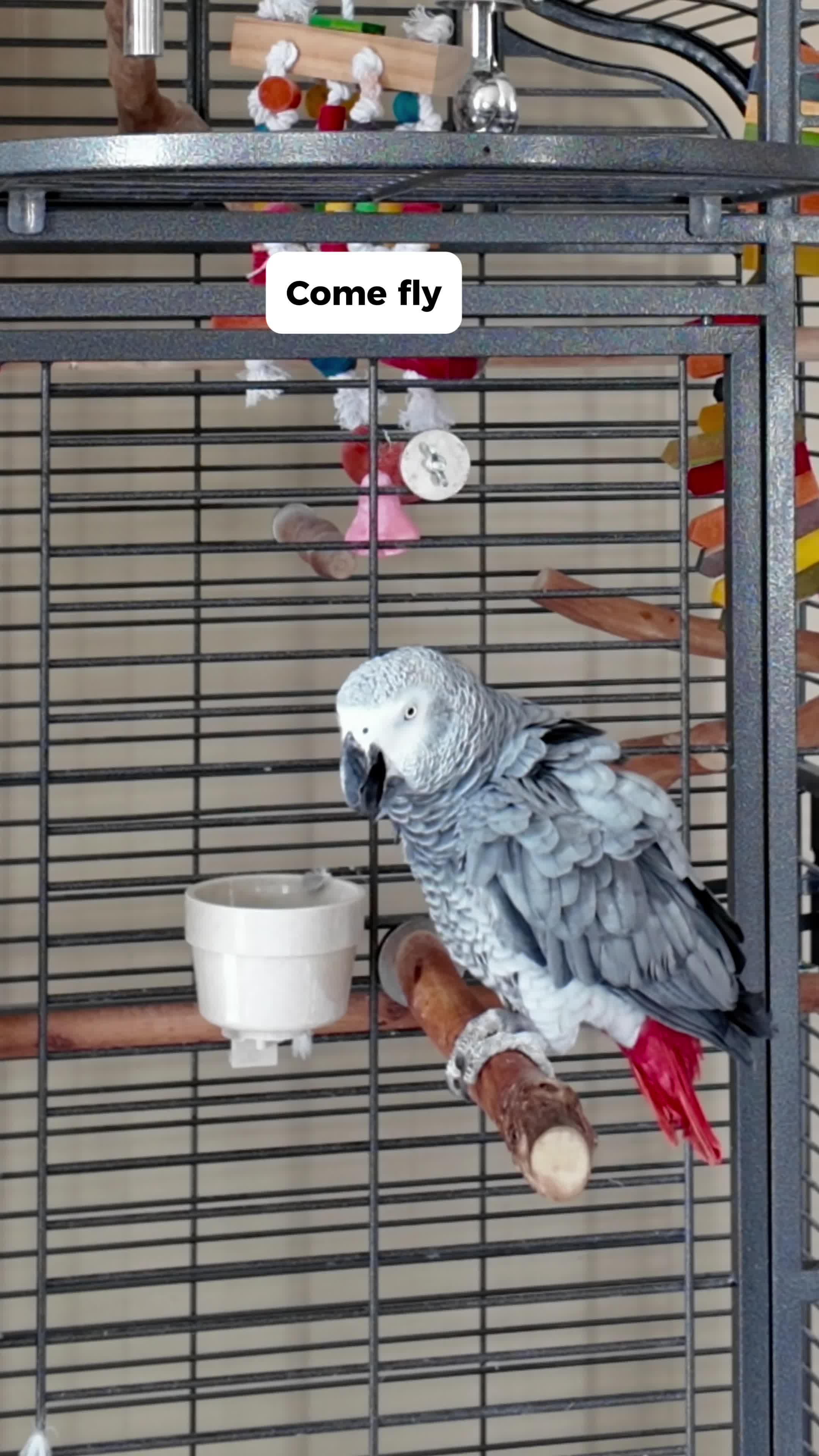 @Gizmo The Grey Bird
