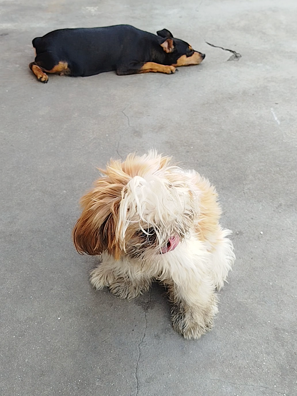 @Canine Companions Np