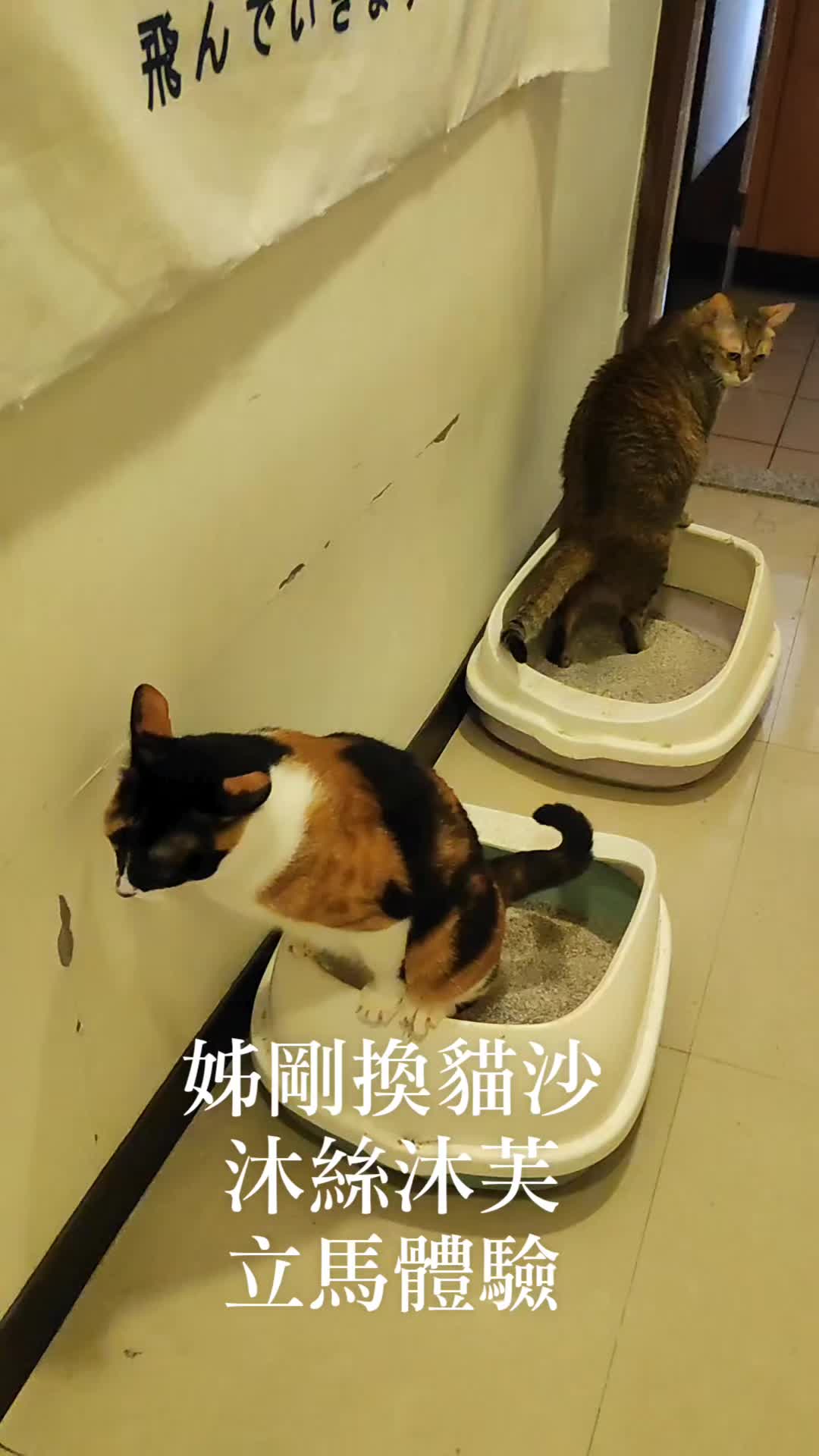 @三貓老爹