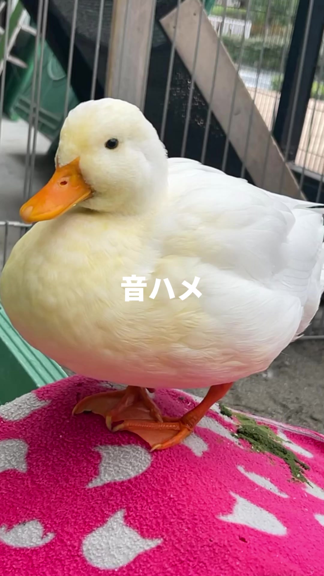 @TCA東京ECO動物海洋専門学校