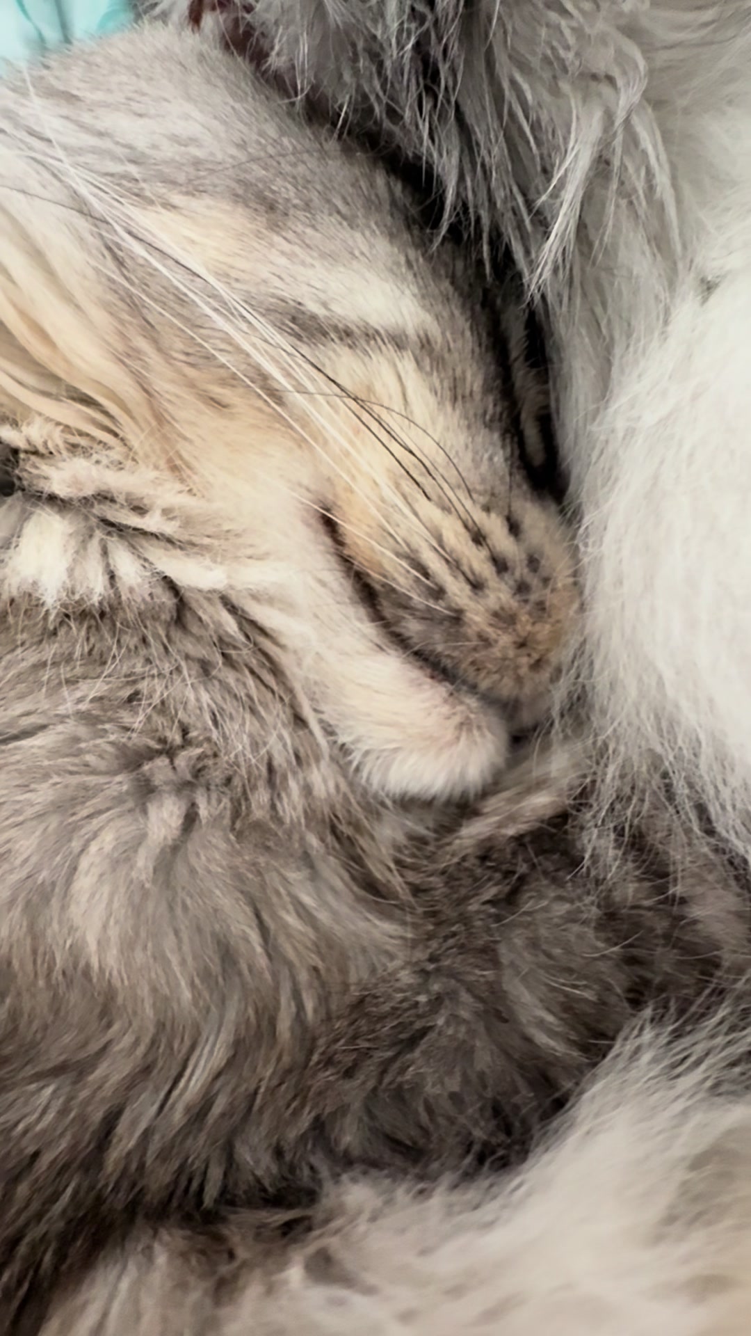 @Maine Coons | Ted & Kissa