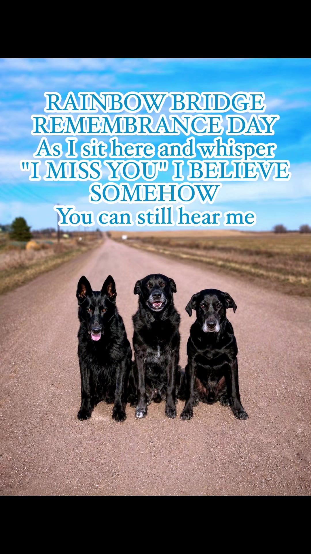 @K9 Dina