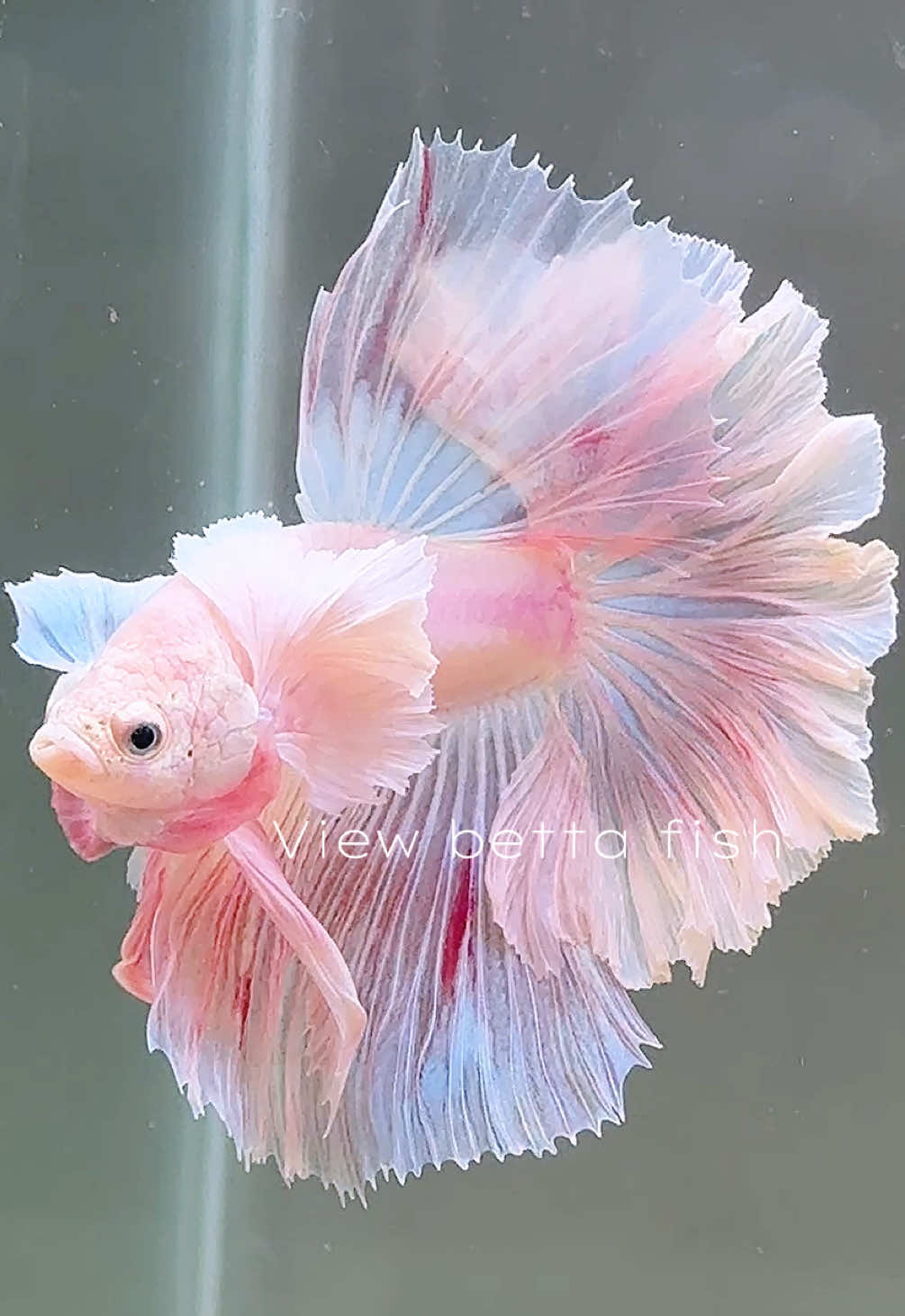 @วิวอยากเลี้ยงปลากัด🐠