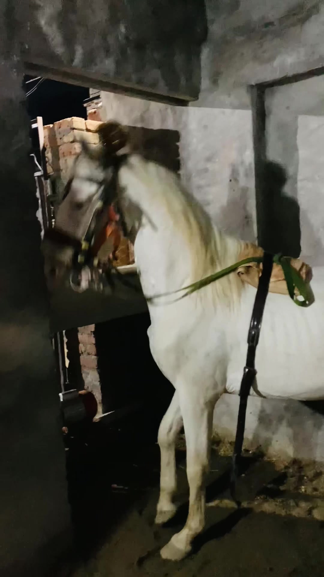 @🦅Ch-Asjad-Ali-Saidagoll🐎