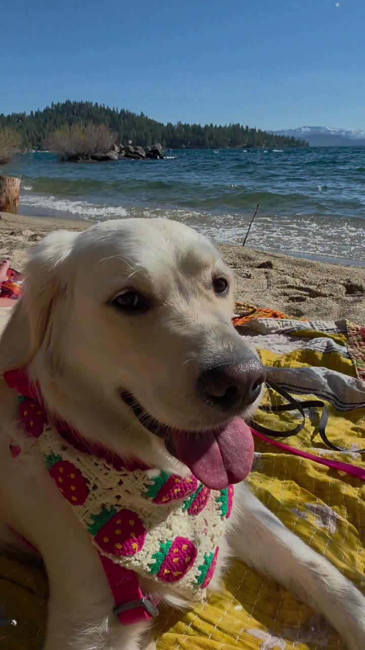 @DoggieMamaFurever&hearts;️🐶