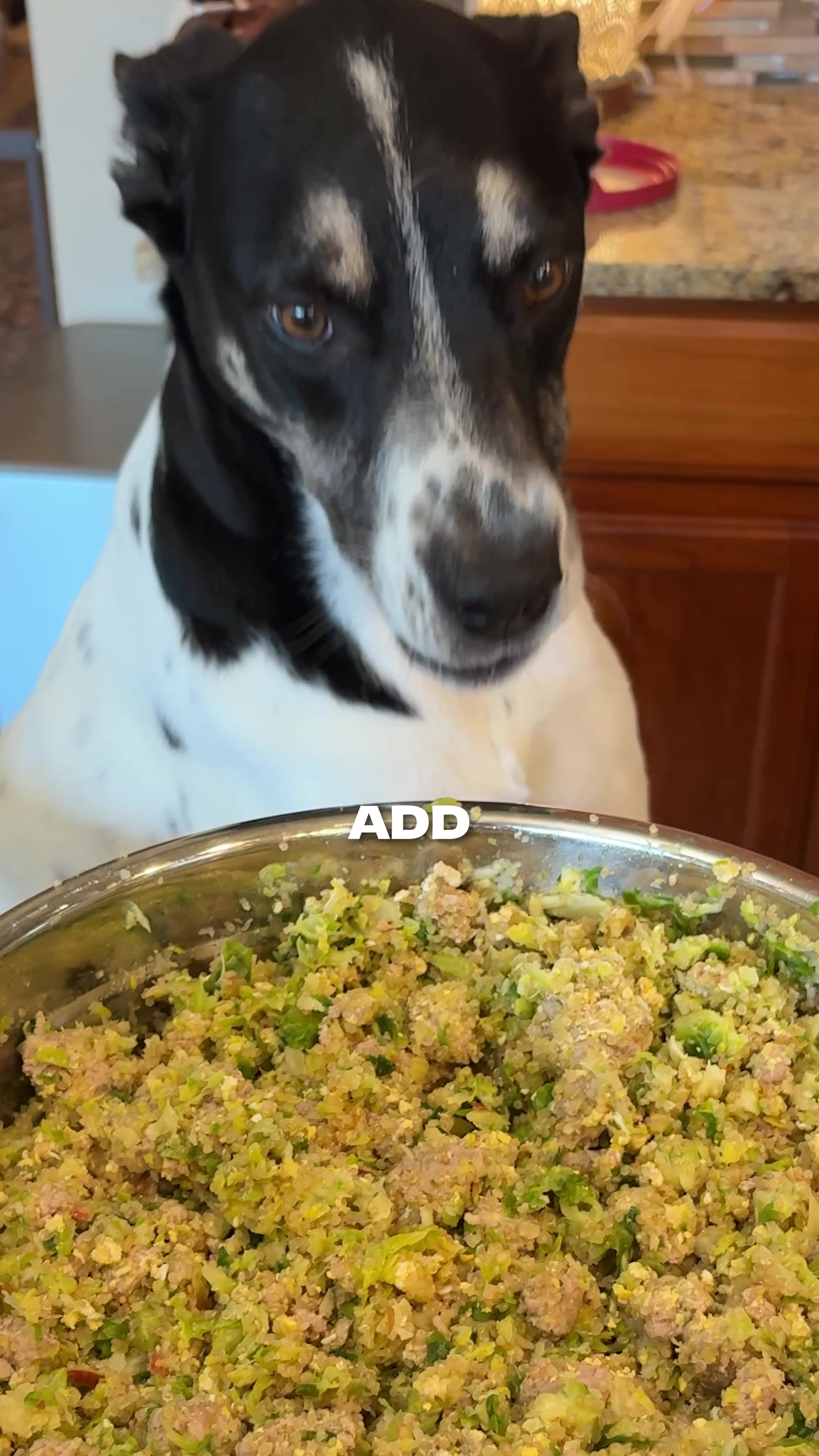 @The BK Pets - Dog Food Tips