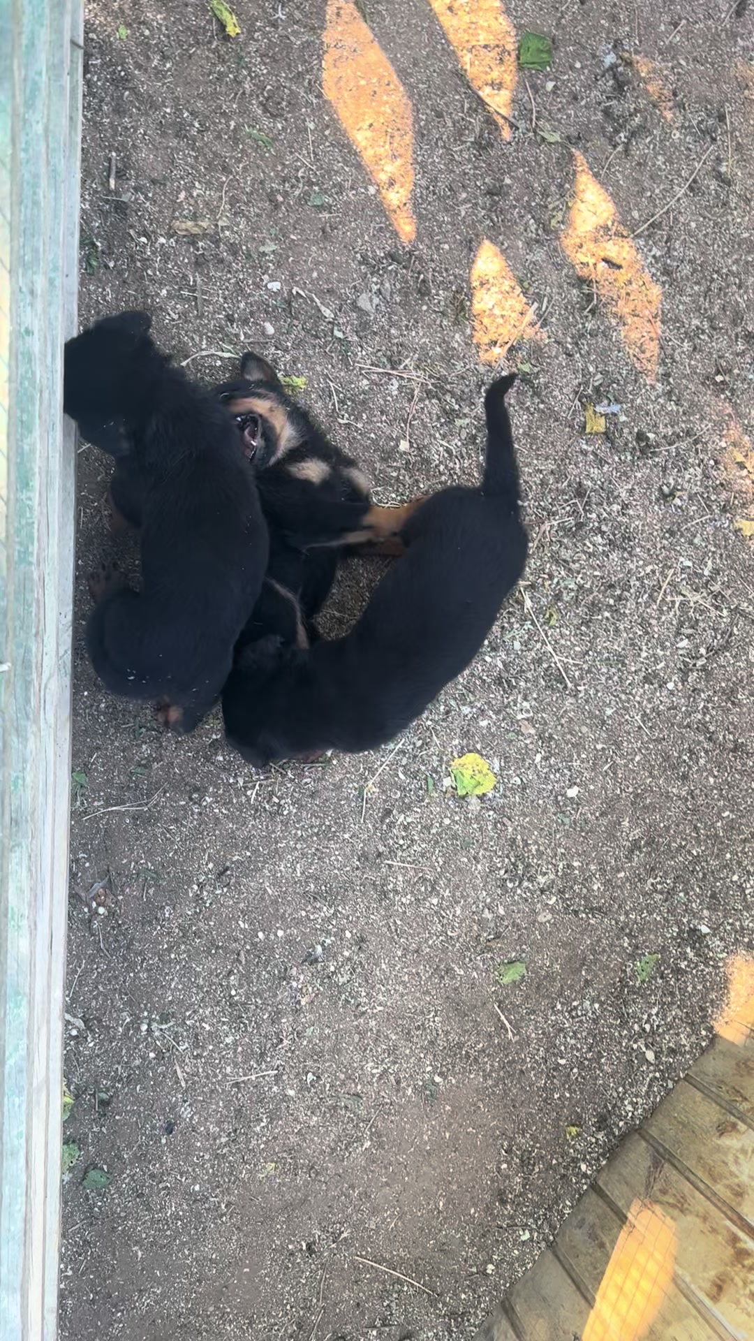 @RottweilerBaku