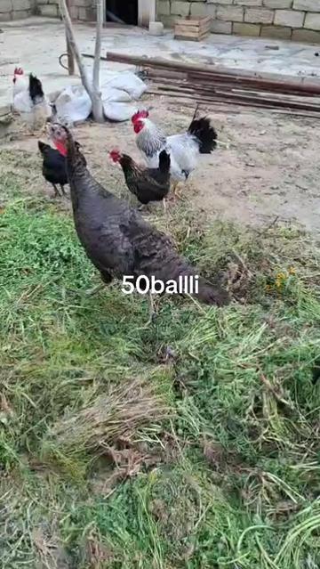@MAŞTAĞA_QUŞCULUĞ