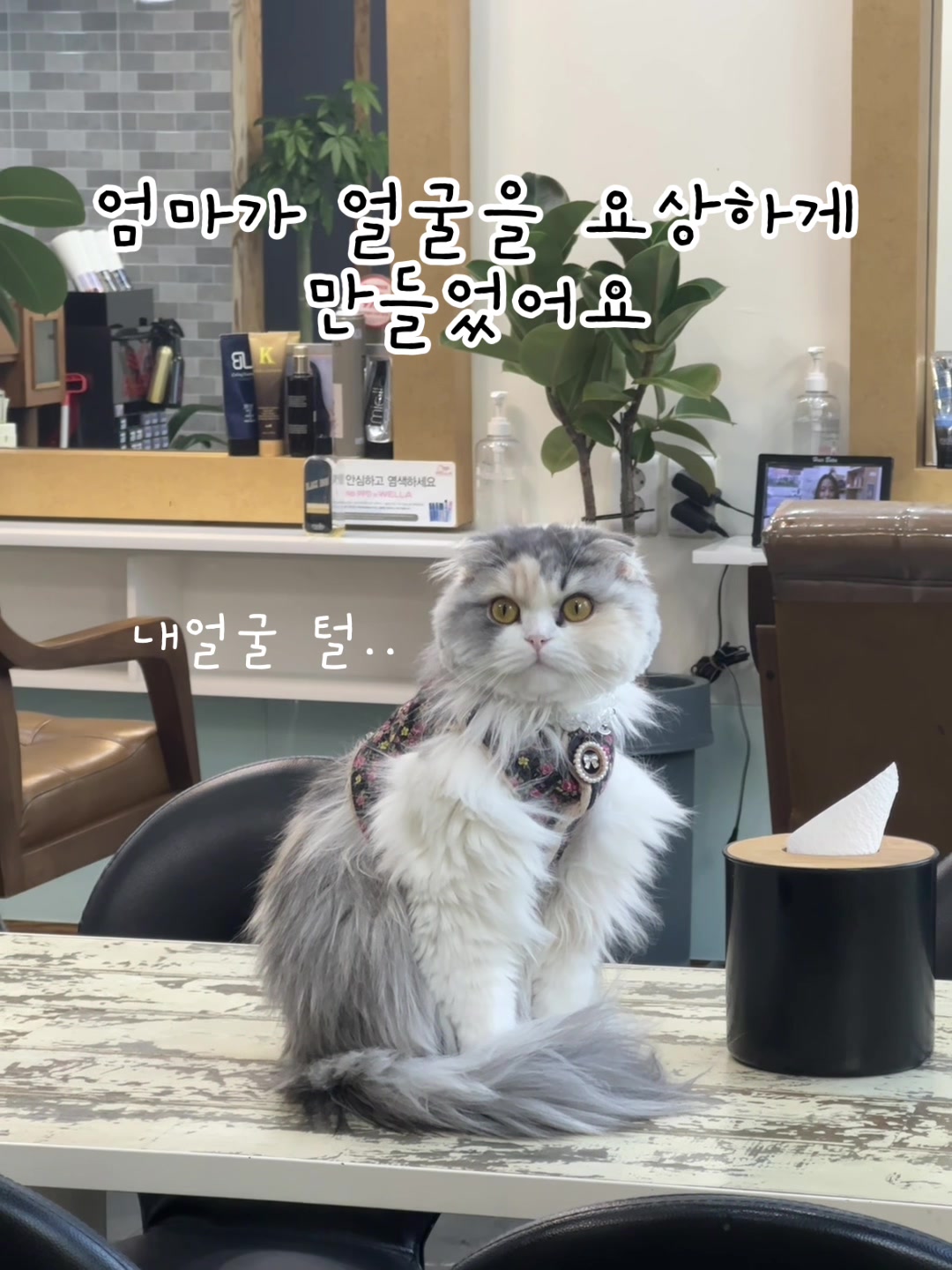 @미용실 고양이 뽀