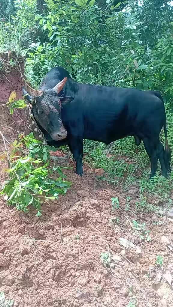 @Tanahun tiger