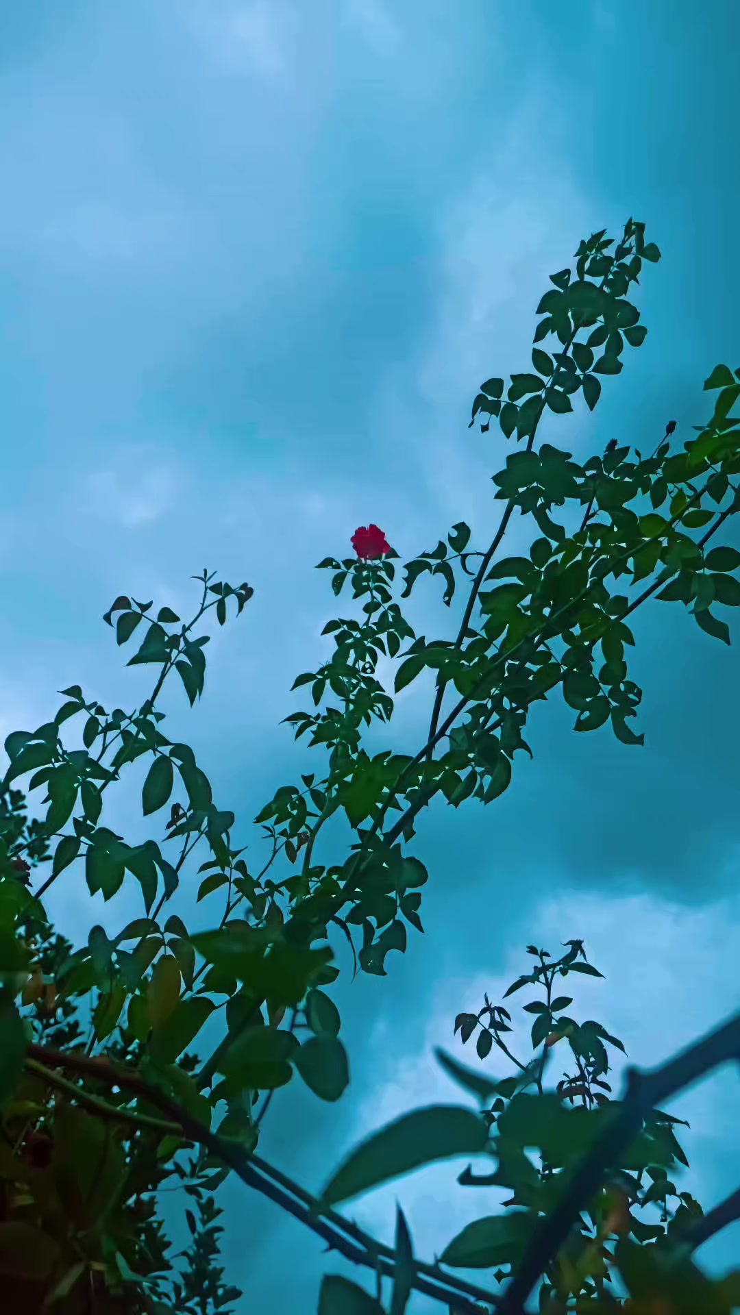 @꧁AͥR༺ͣRͫasel༆༒࿐🥀🕋