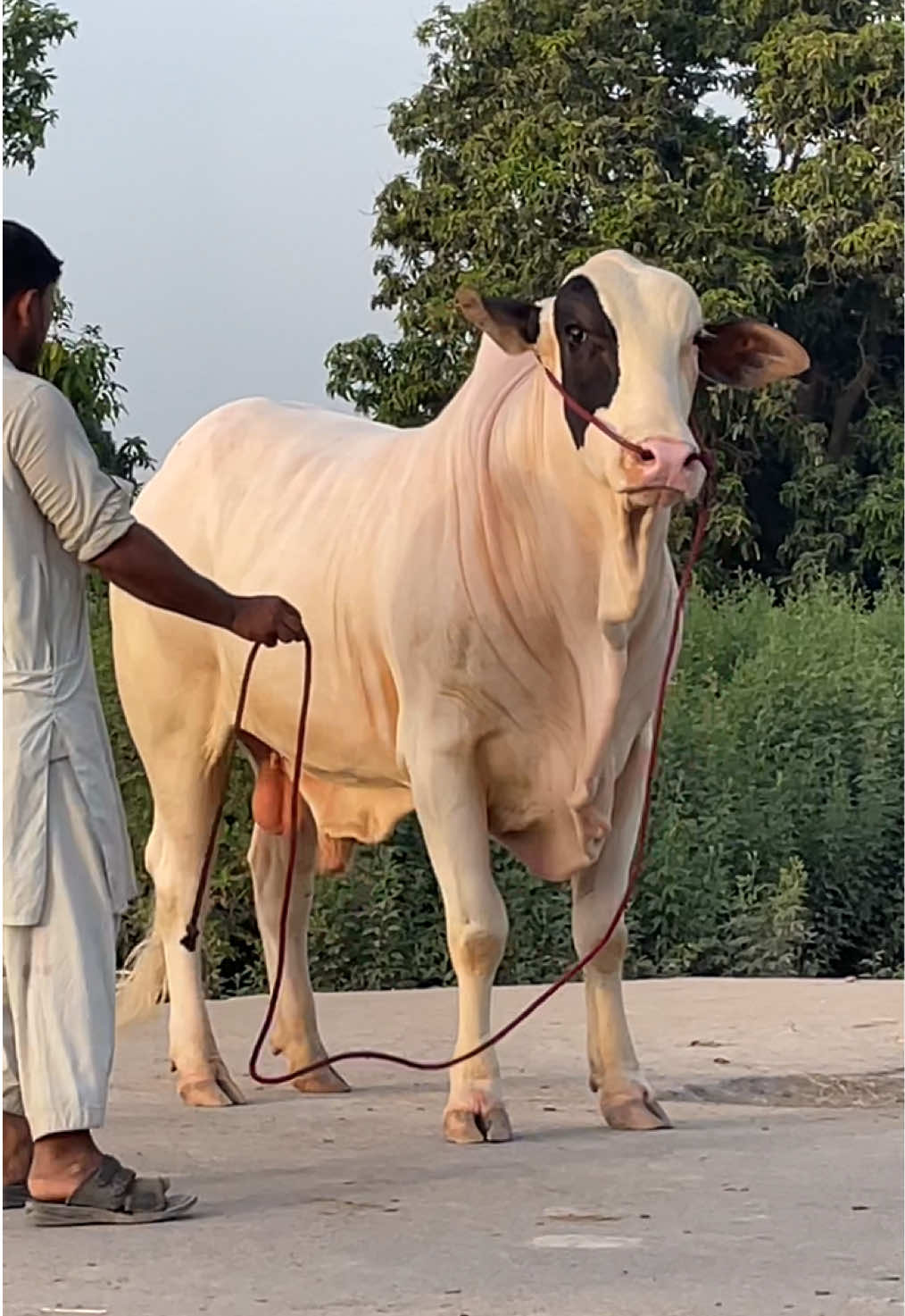 @Ustad Jee Cattle Farm