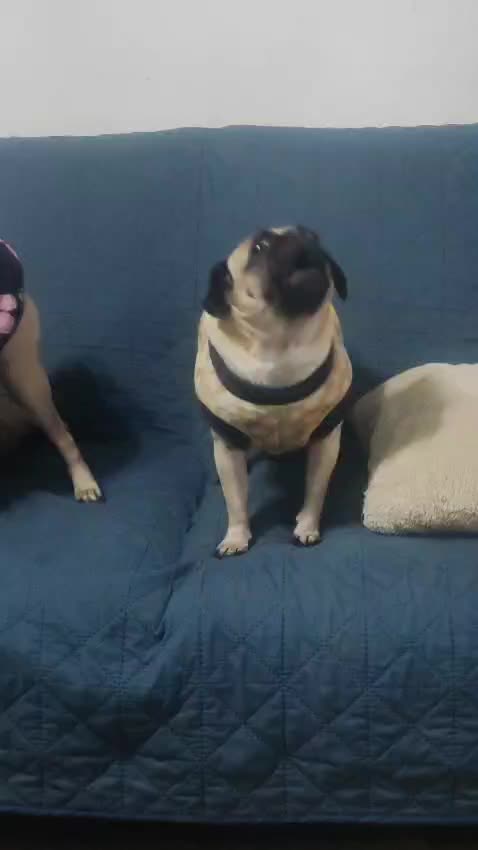 @pug.lovers53