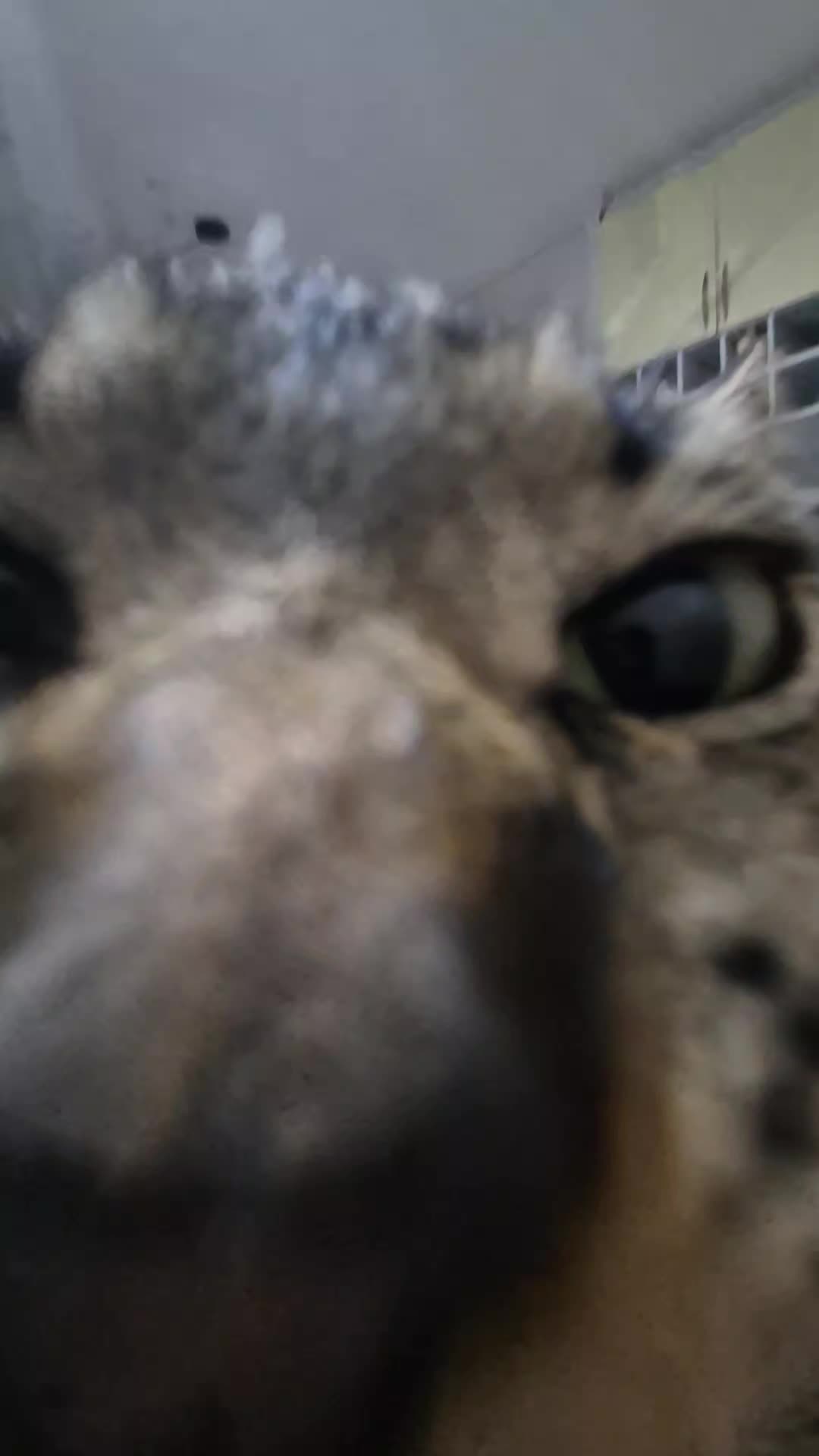 @Mushu