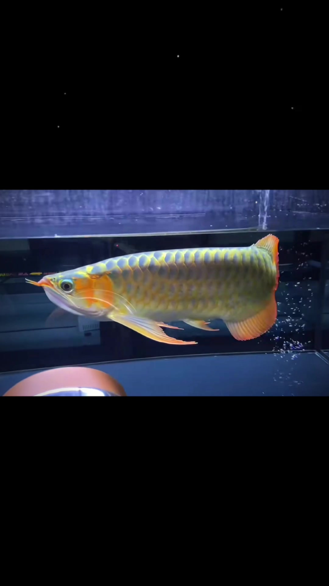 @網上動物