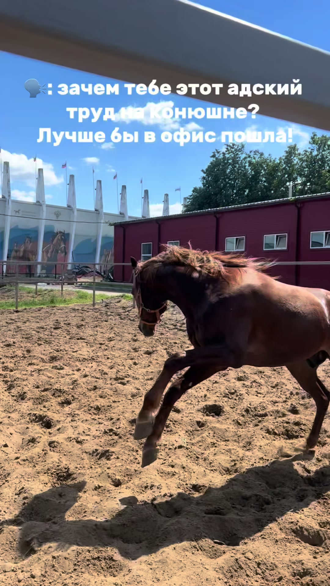 @ТГК: Sonya and the Trotters🐴
