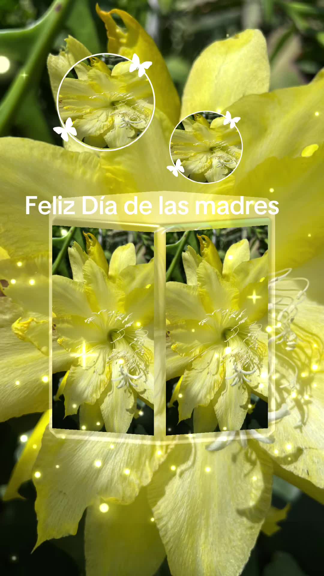 @Maria succulents 🕊️🐚
