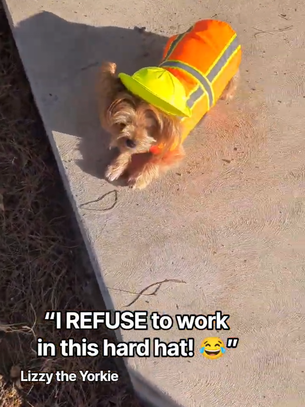 @Lizzytheyorkie