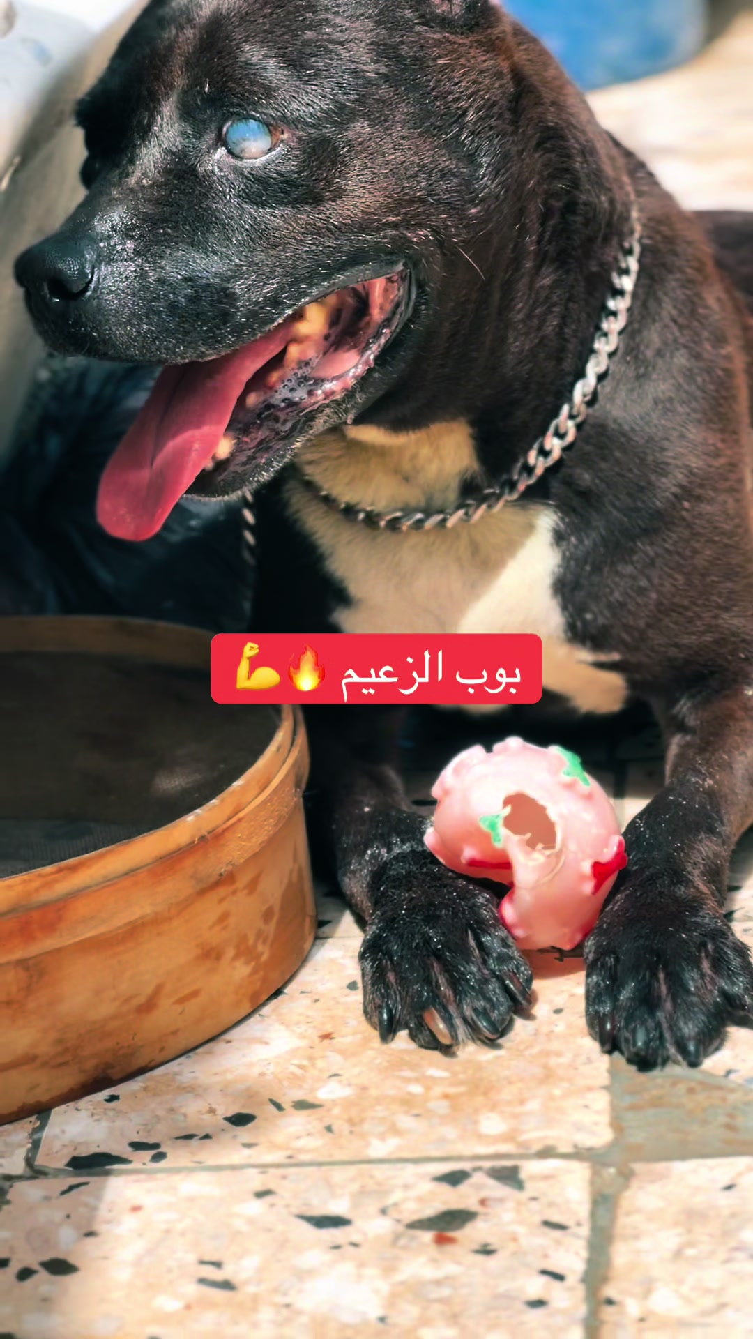 @عصابة كلاب الدوڨو&البيتبول🔥