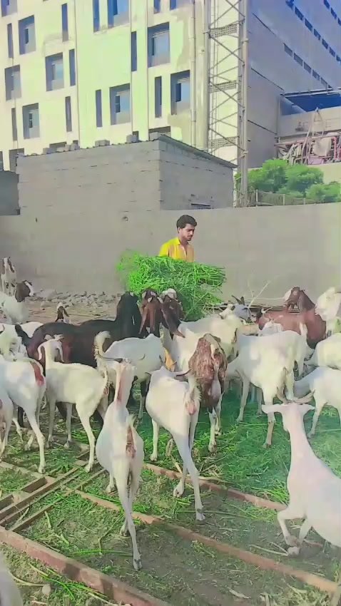 @🌹ملک جمال مچڑ🥀