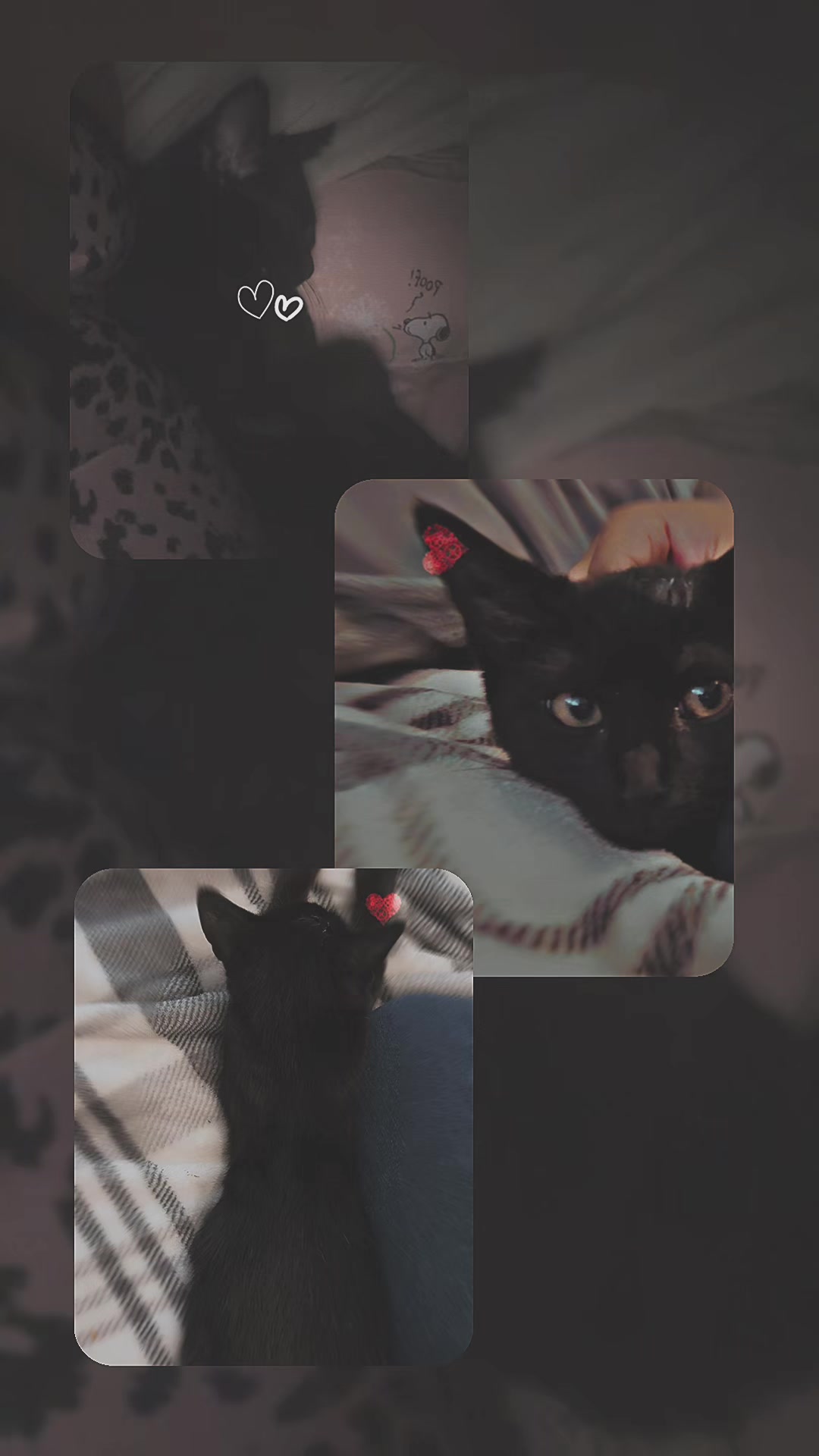 @⋆⁺₊ ☾.⋆₊˚ ✩𝒥𝑜𝒶𝓃𝓃𝒶 ✩₊☾⋆⁺₊