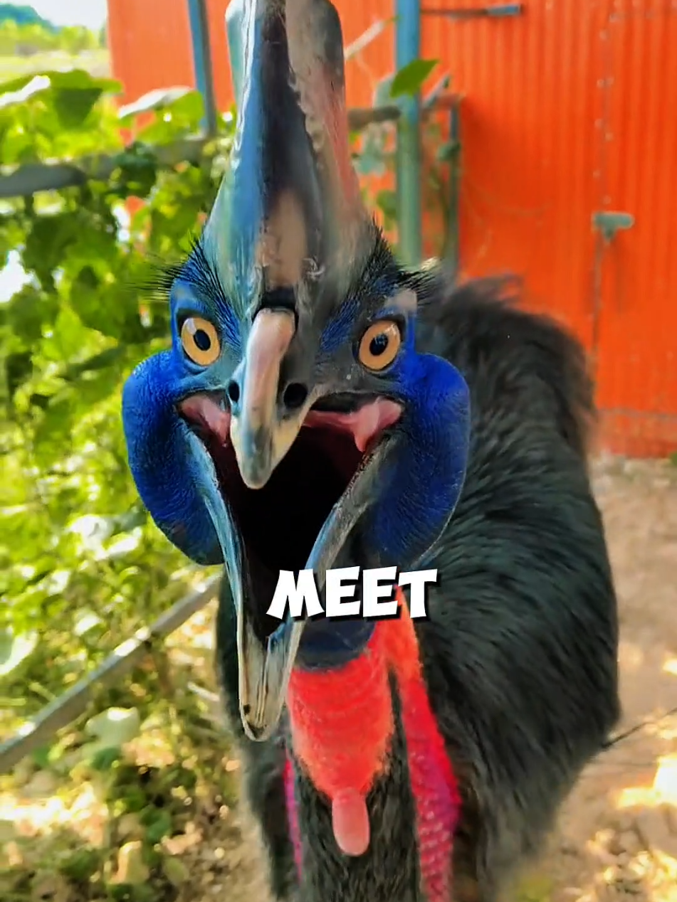 @animolfacts
