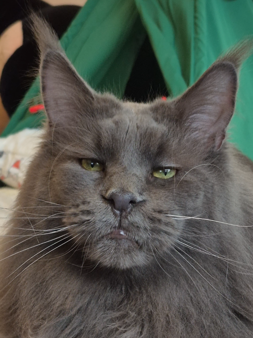 @Ragnar the Maine Coon 🐈