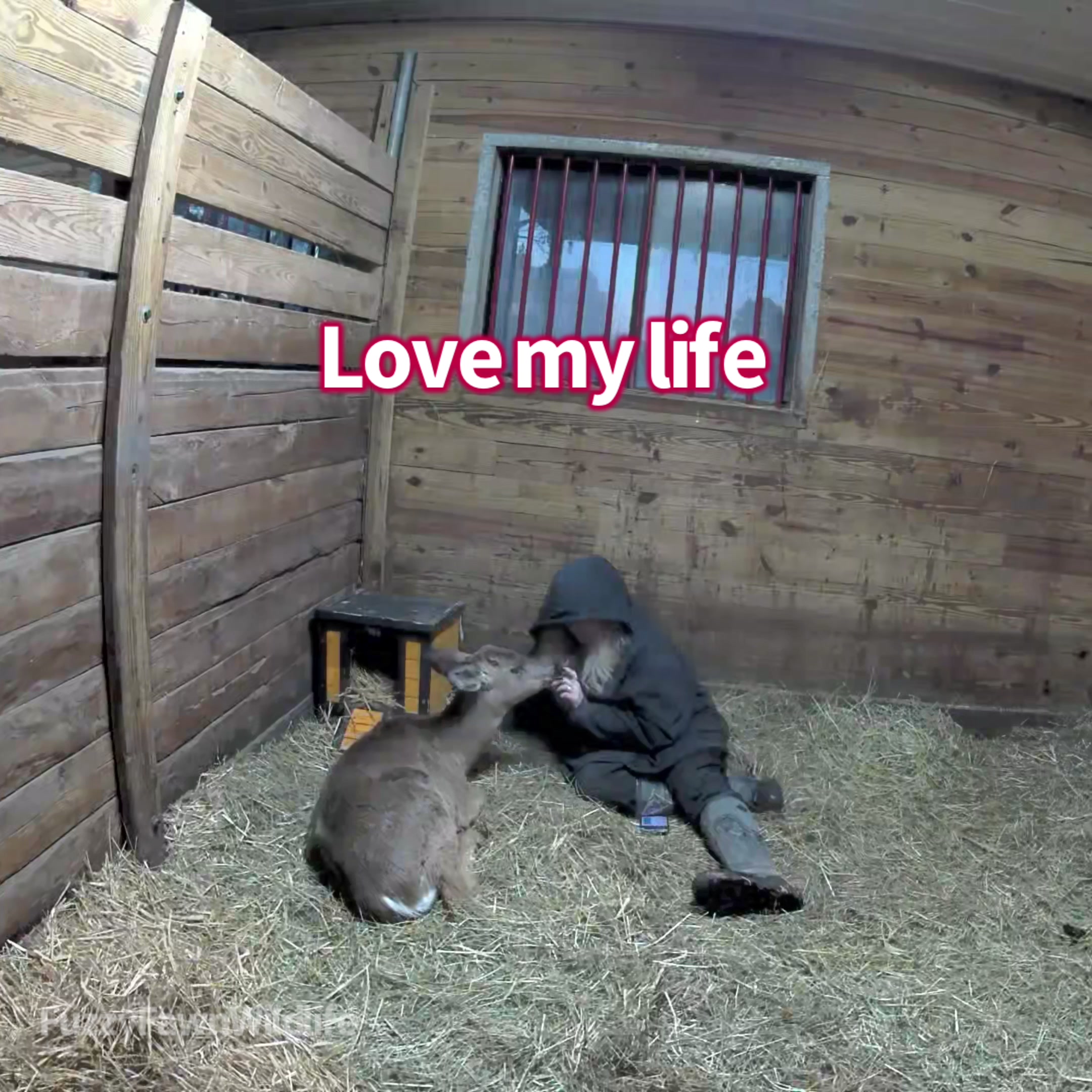 @Fuzzy Fawn Wildlife