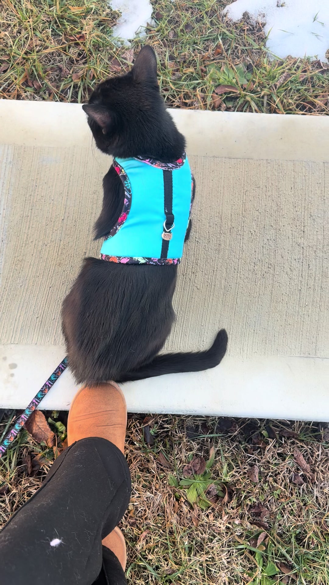 @Gary🐈&zwj;⬛&Luna🐈