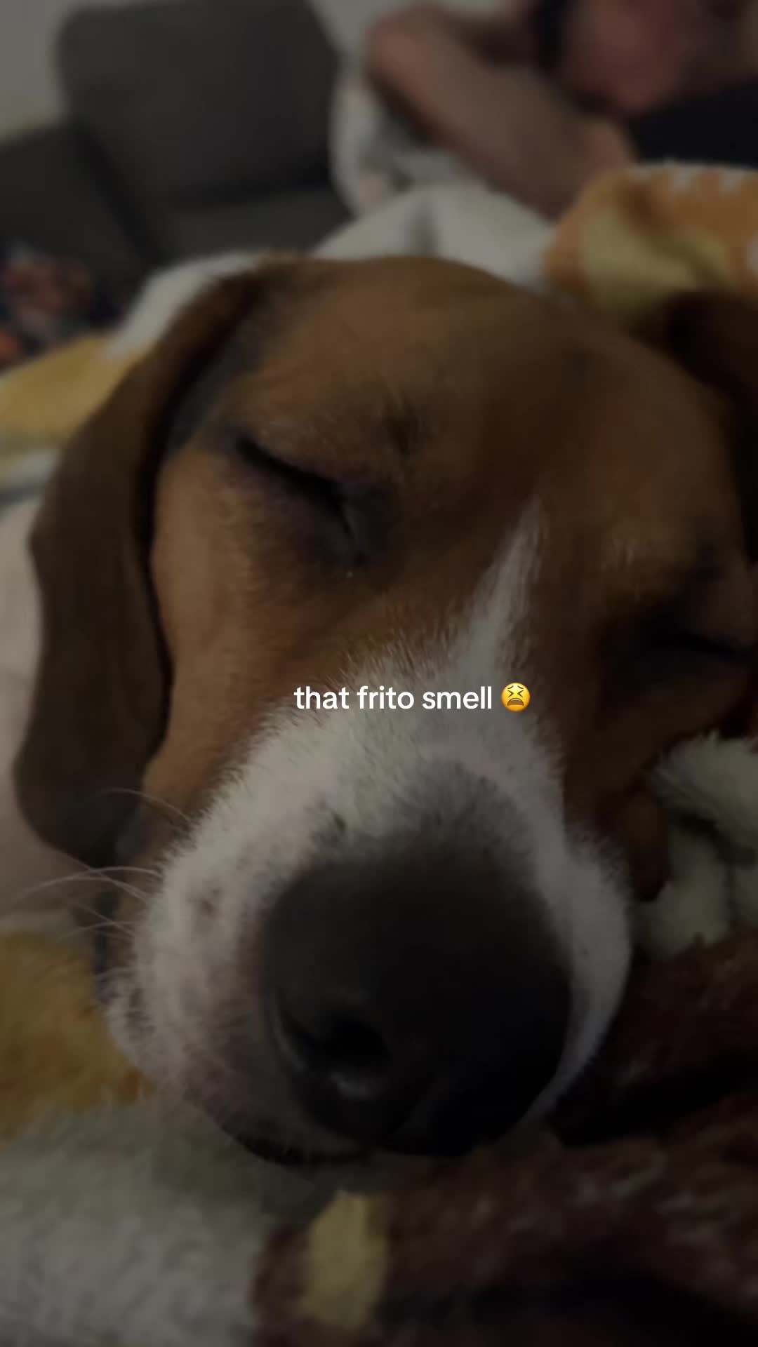@️dre