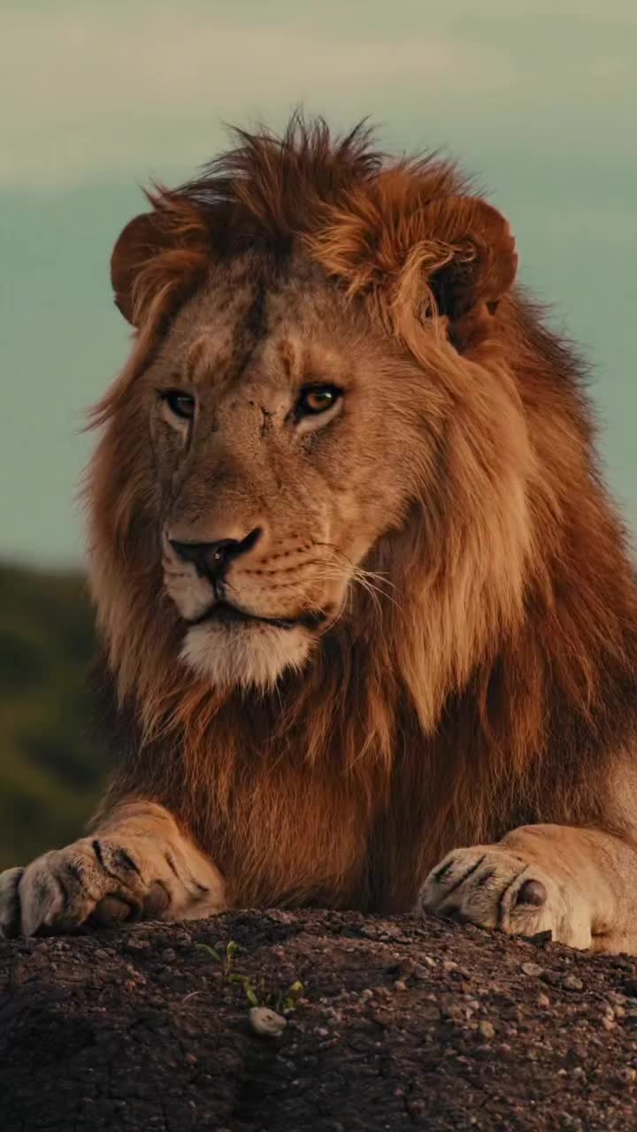 @Guzzicar🦁