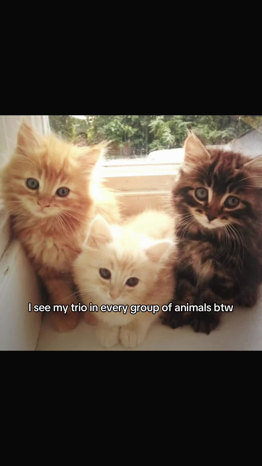@MEOWZERS