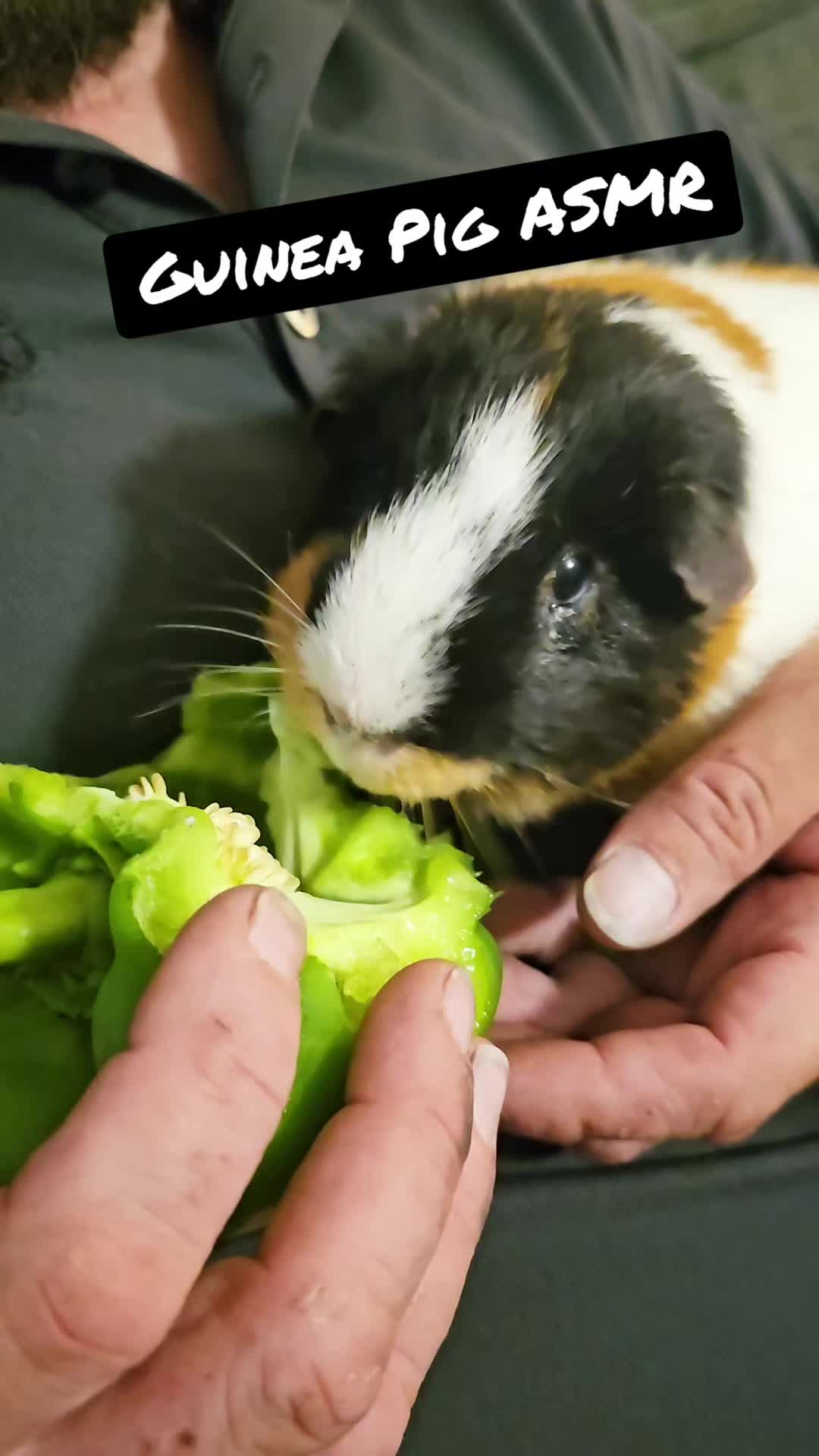 @♡GuineaPiggy♡
