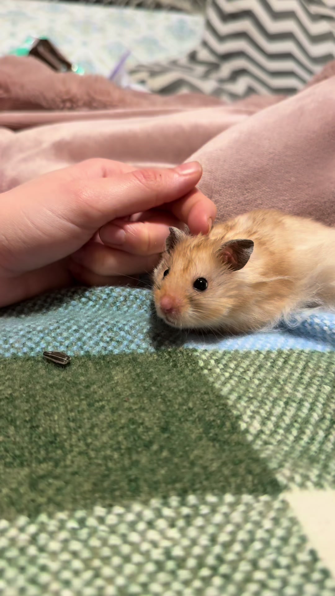 @hamsterwlw