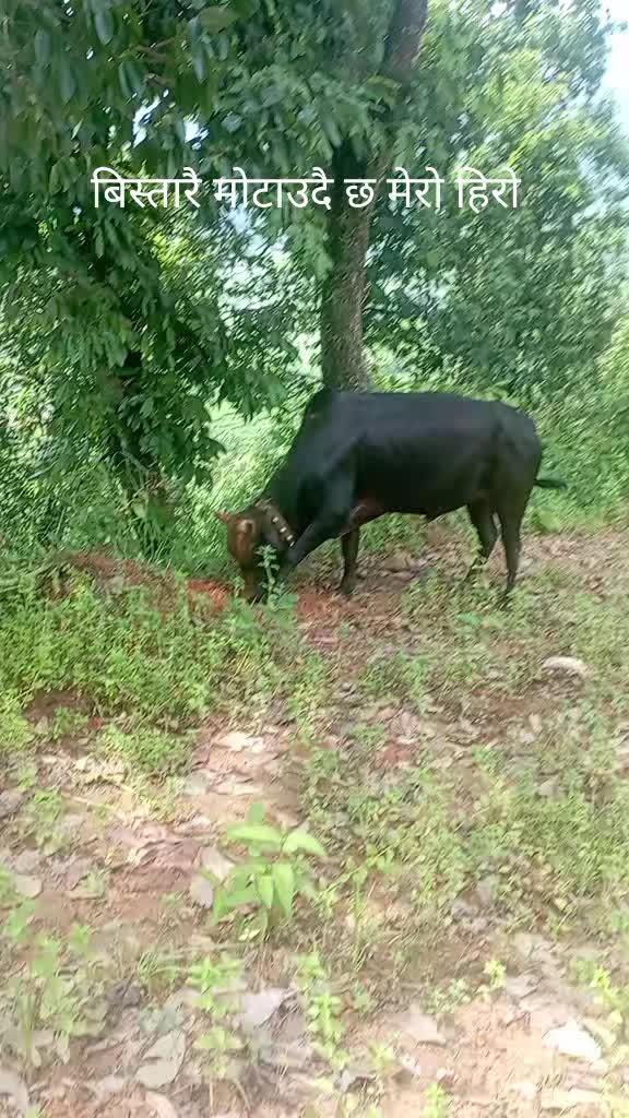 @Tanahun tiger